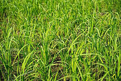 《The Front》将于10月11日推出抢先体验版，首周优惠价60.8元